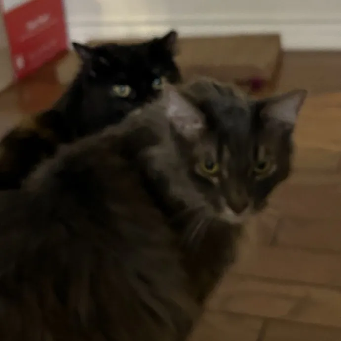 Andrea's Purrfect Cat Care
