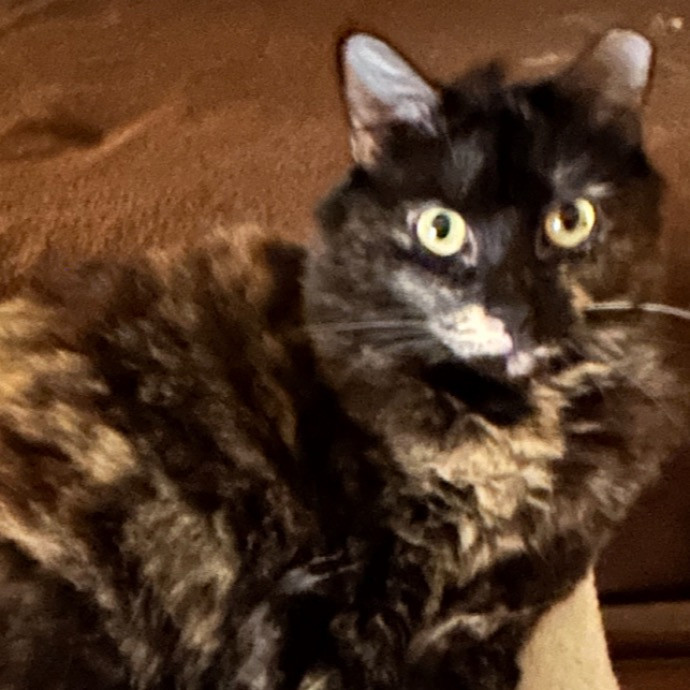 Andrea's Purrfect Cat Care