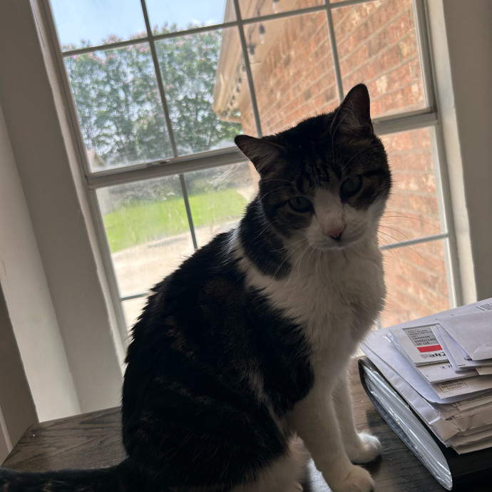 Andrea's Purrfect Cat Care
