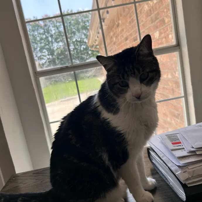 Andrea's Purrfect Cat Care