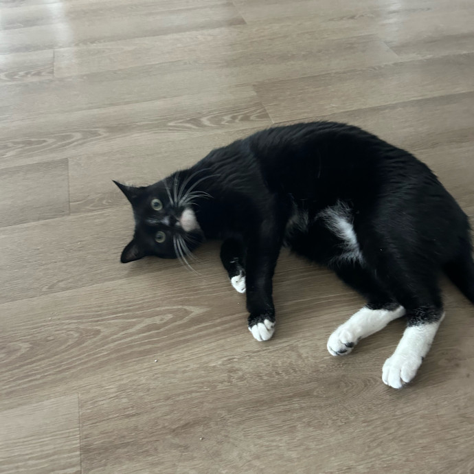 Andrea's Purrfect Cat Care
