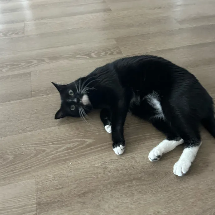 Andrea's Purrfect Cat Care