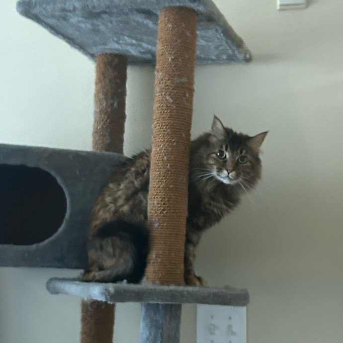 Andrea's Purrfect Cat Care