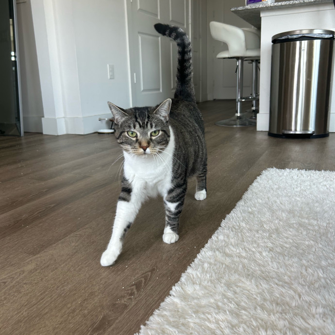 Andrea's Purrfect Cat Care