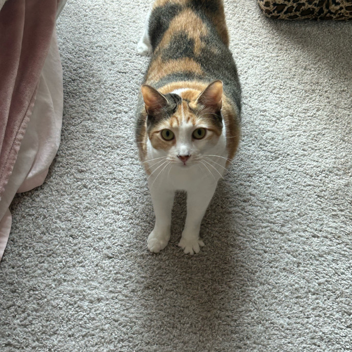 Andrea's Purrfect Cat Care