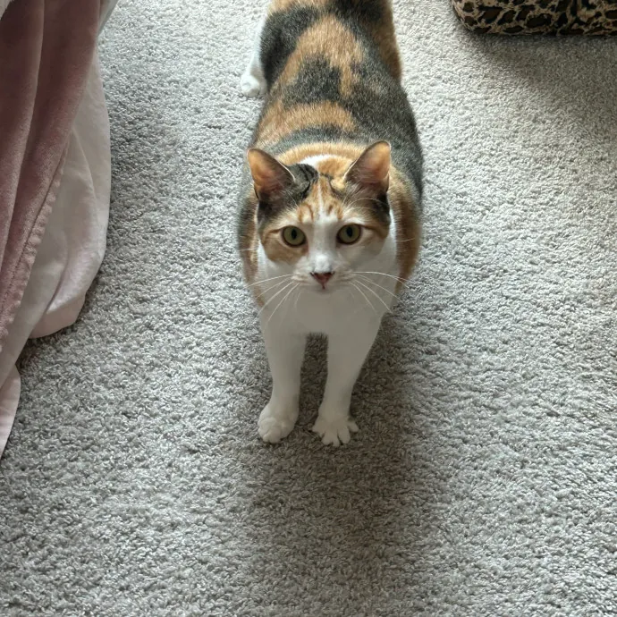 Andrea's Purrfect Cat Care