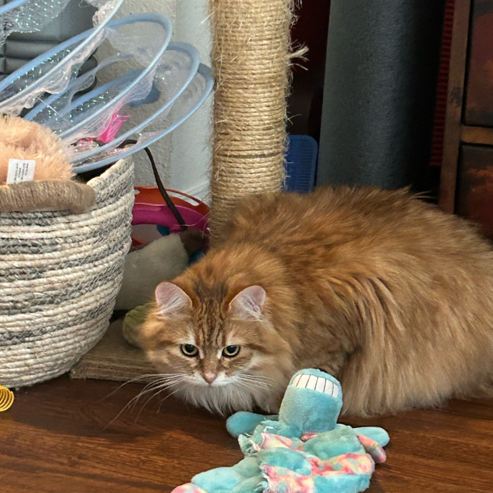 Andrea's Purrfect Cat Care