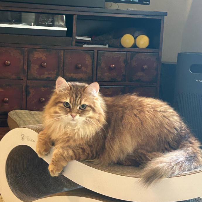 Andrea's Purrfect Cat Care