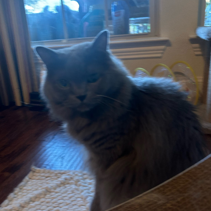 Andrea's Purrfect Cat Care