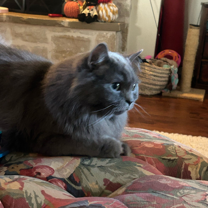 Andrea's Purrfect Cat Care