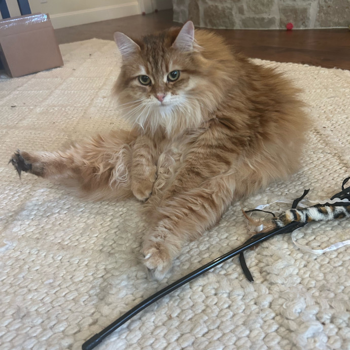 Andrea's Purrfect Cat Care
