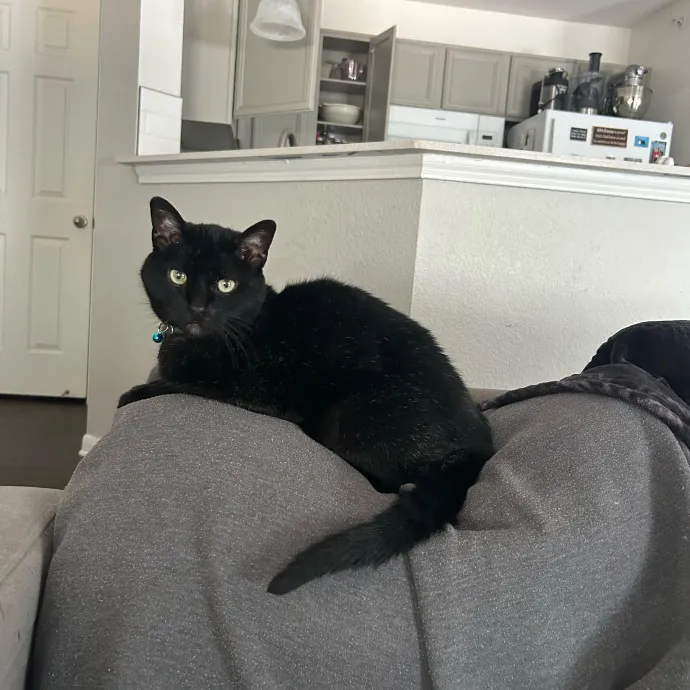 Andrea's Purrfect Cat Care