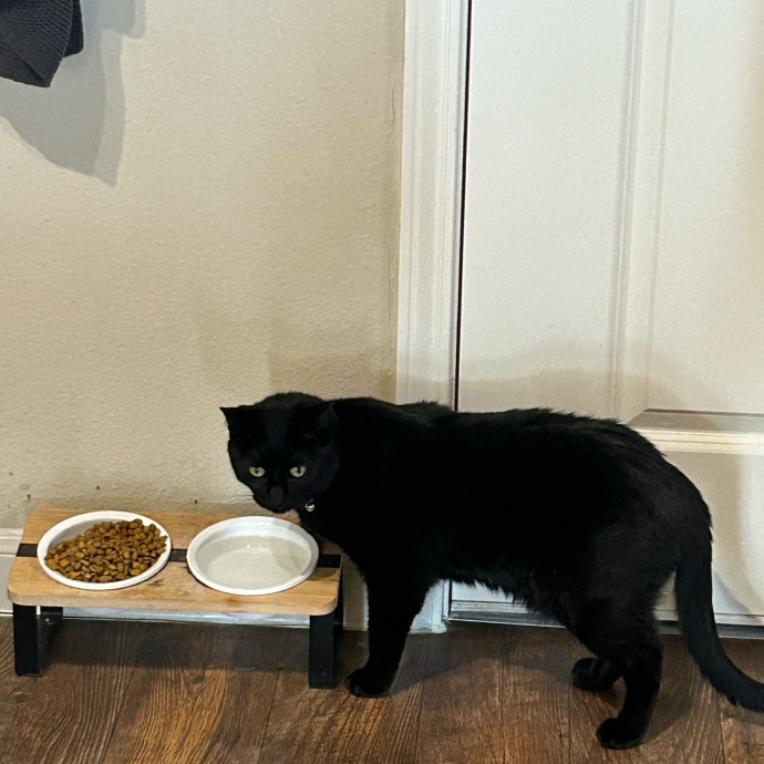 Andrea's Purrfect Cat Care