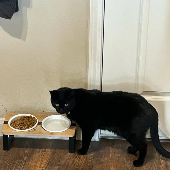 Andrea's Purrfect Cat Care