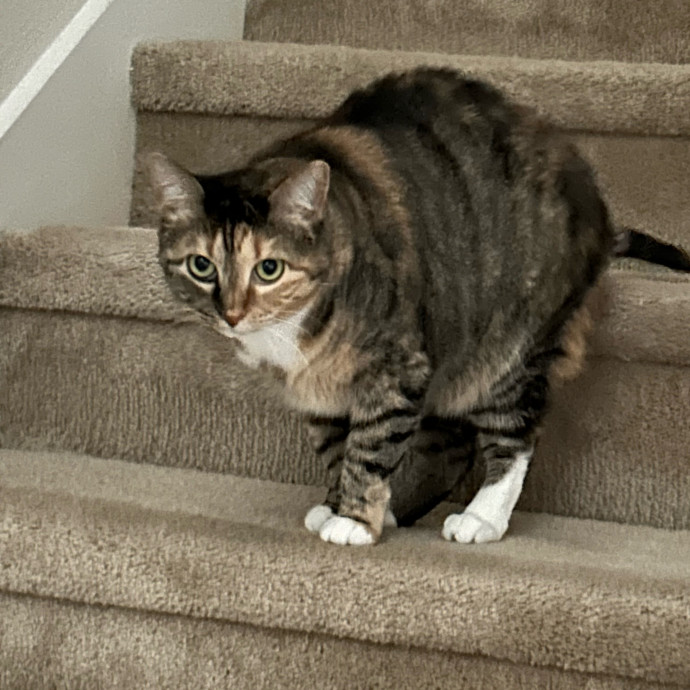 Andrea's Purrfect Cat Care