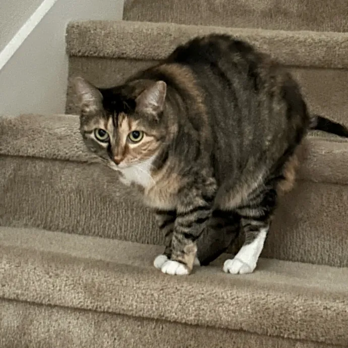 Andrea's Purrfect Cat Care