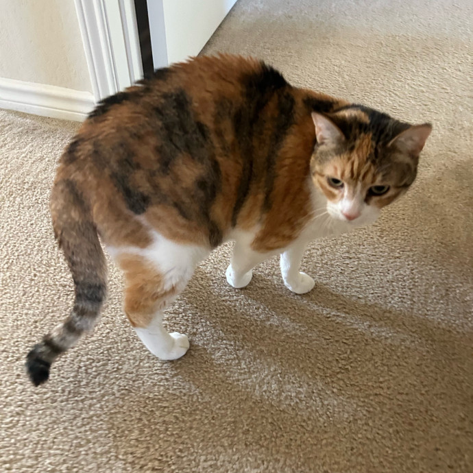Andrea's Purrfect Cat Care