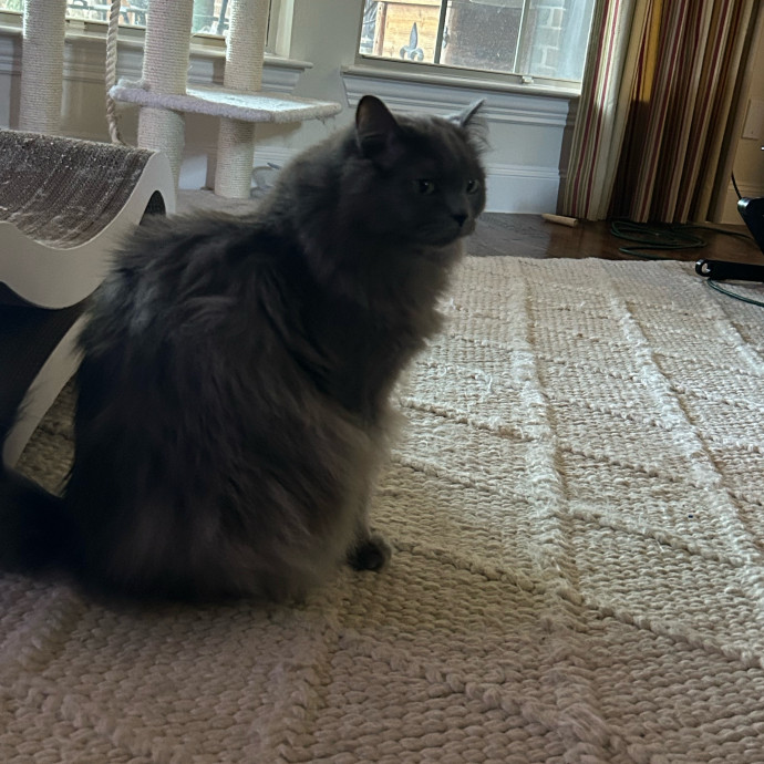 Andrea's Purrfect Cat Care
