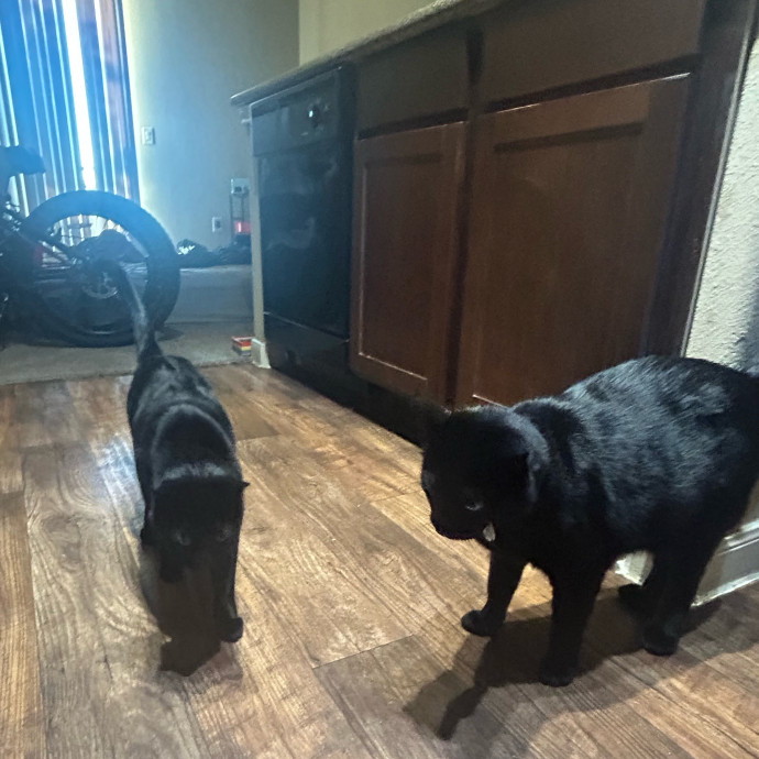 Andrea's Purrfect Cat Care