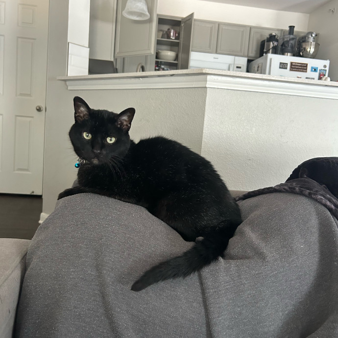 Andrea's Purrfect Cat Care