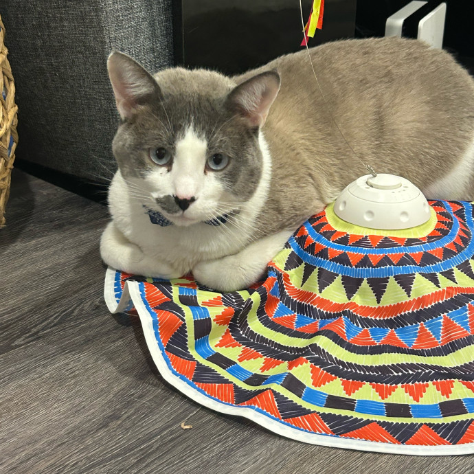Andrea's Purrfect Cat Care