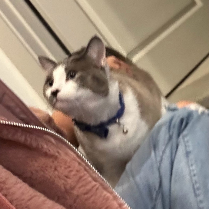 Andrea's Purrfect Cat Care