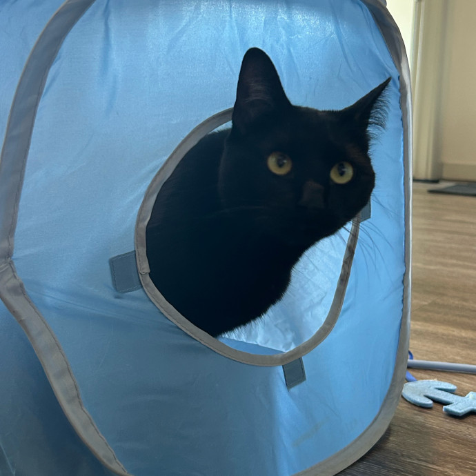 Andrea's Purrfect Cat Care photo 2