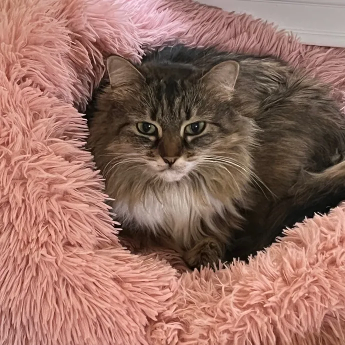 Jana's Experienced Cat Care