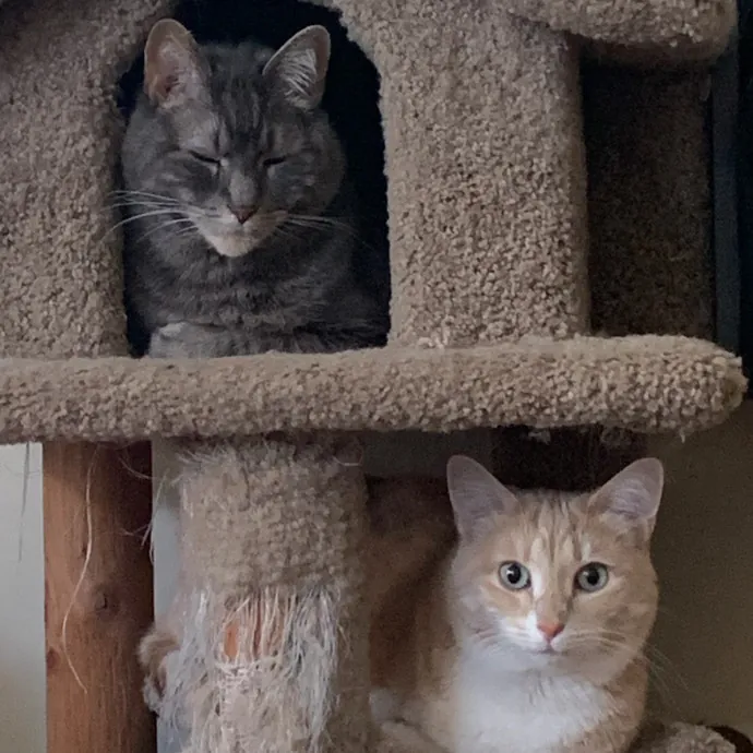Jana's Experienced Cat Care