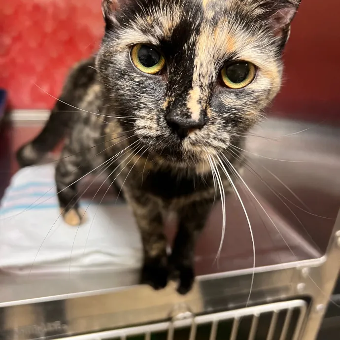 Jana's Experienced Cat Care