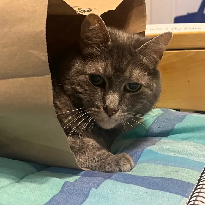 Jana's Experienced Cat Care photo 4