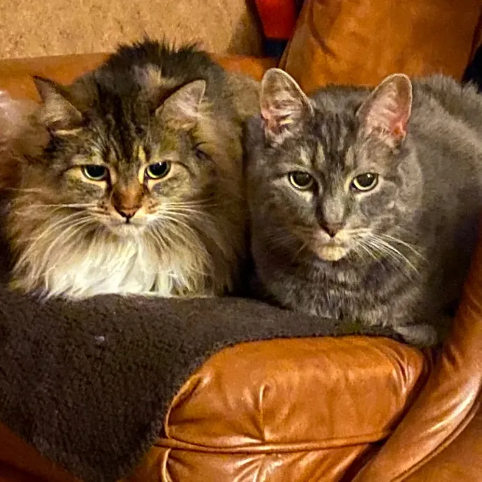 Jana's Experienced Cat Care photo 3