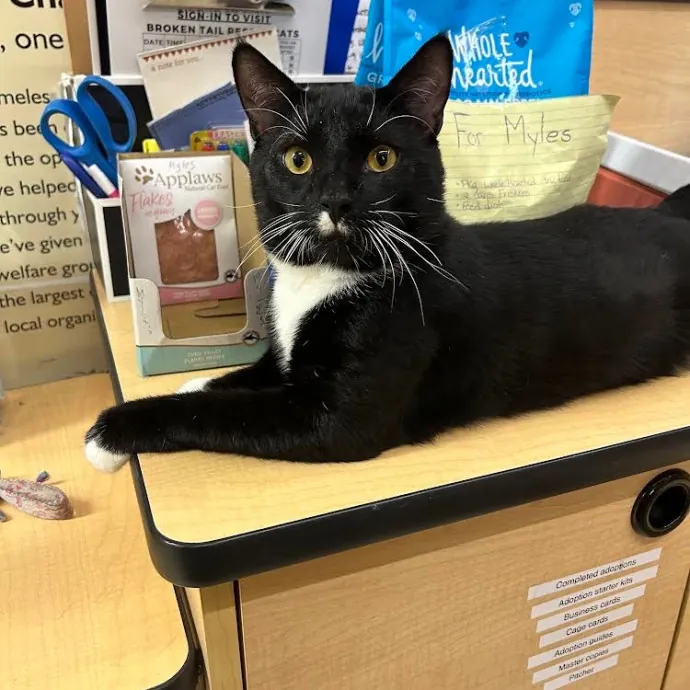 Jana's Experienced Cat Care photo 2