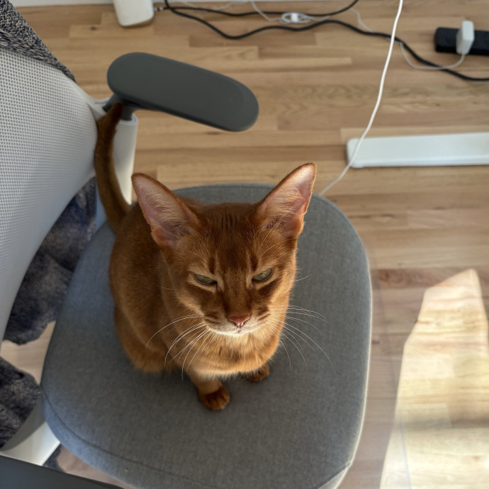 Caring For Your Cat Like My Own photo 3