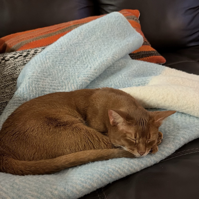 Caring For Your Cat Like My Own photo 2