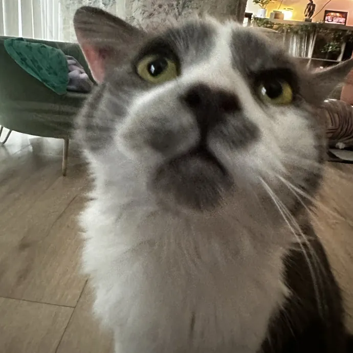 Your Cat's New Favorite Human