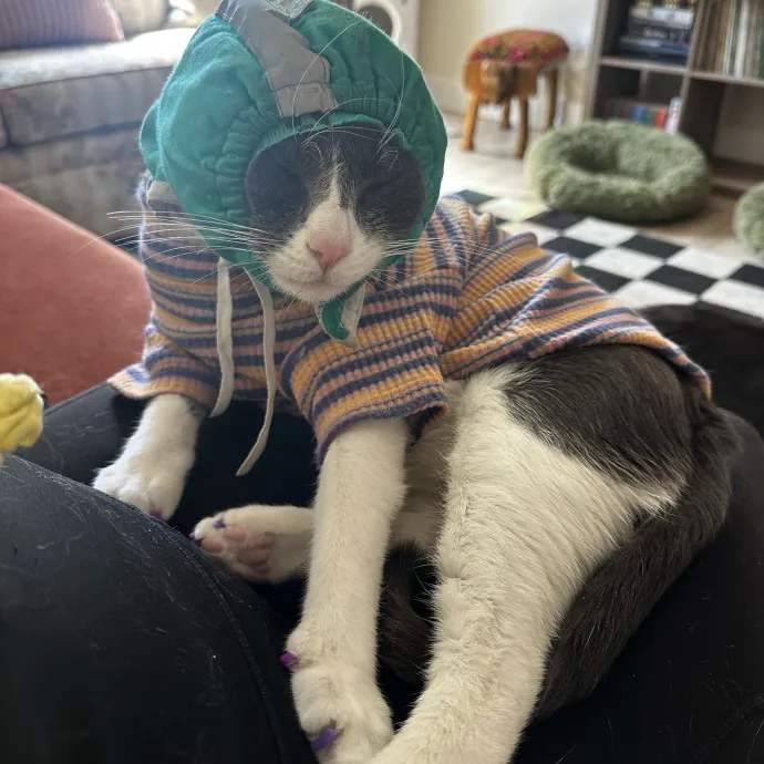 Your Cat's New Favorite Human