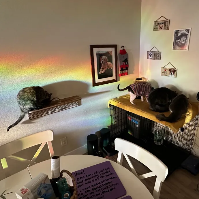 Your Cat's New Favorite Human