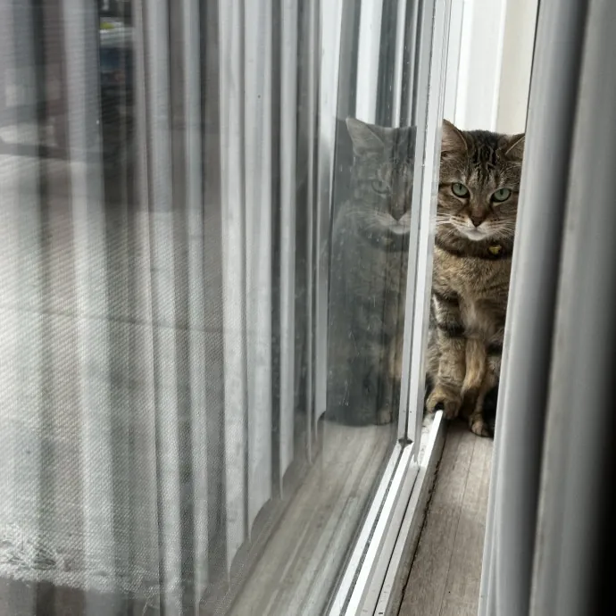 Your Cat's New Favorite Human