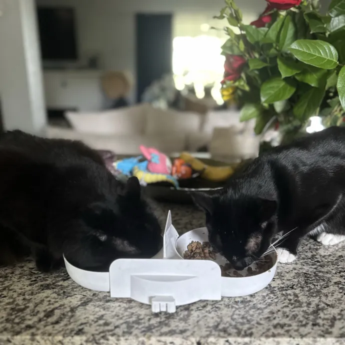 Your Cat's New Favorite Human