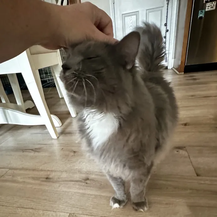 Your Cat's New Favorite Human
