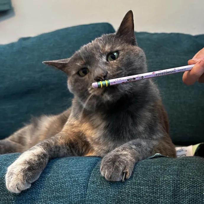Your Cat's New Favorite Human