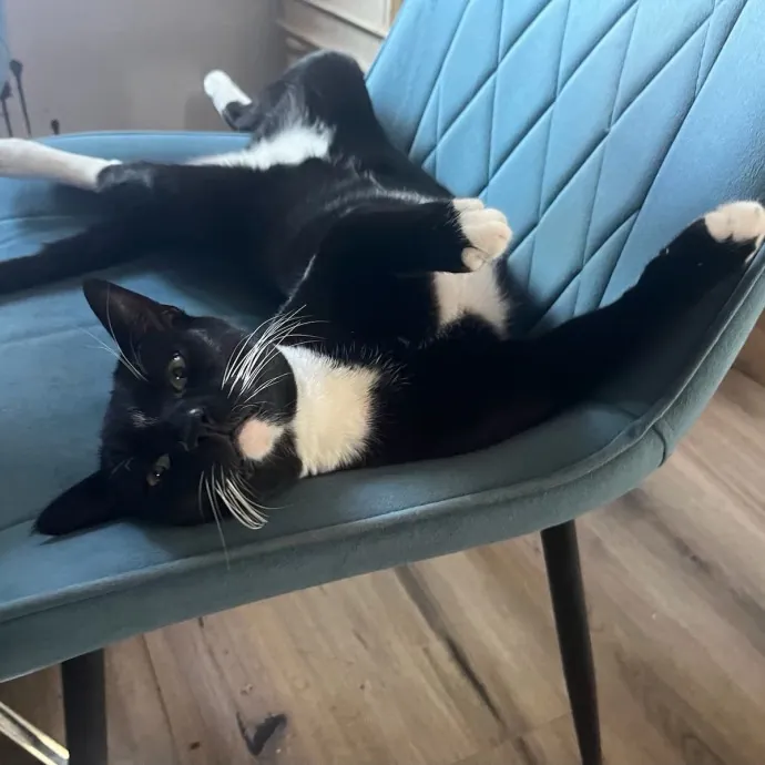 Your Cat's New Favorite Human