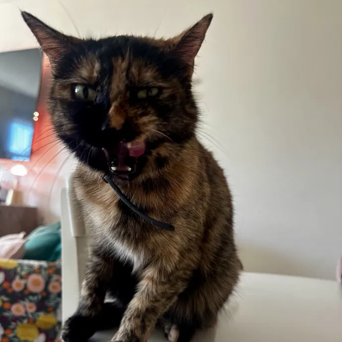Your Cat's New Favorite Human