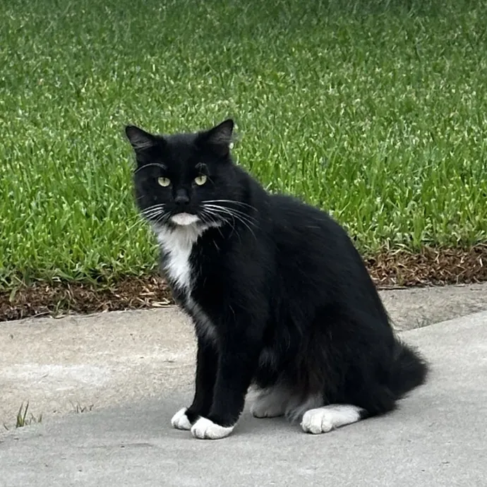 Your Cat's New Favorite Human