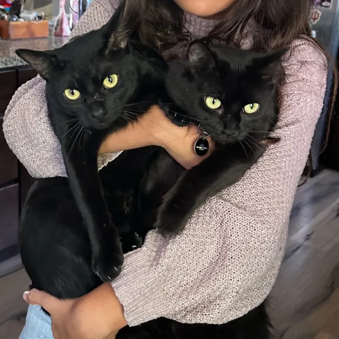 Your Cat's New Favorite Human