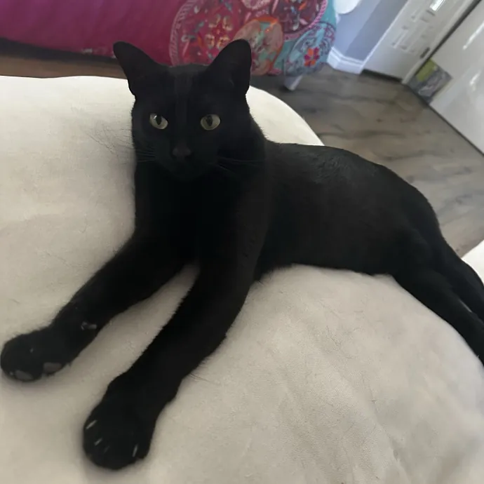 Your Cat's New Favorite Human