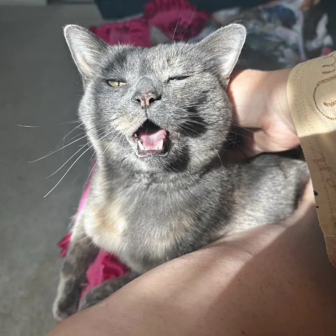 Your Cat's New Favorite Human