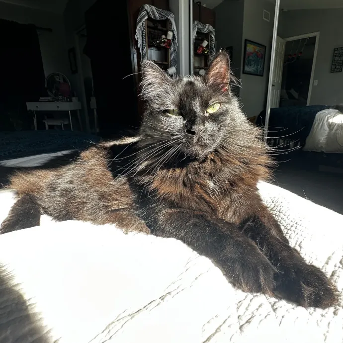 Your Cat's New Favorite Human