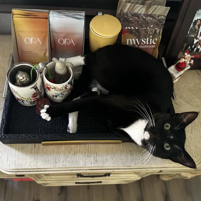 Your Cat's New Favorite Human